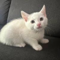 Photo of Sailor