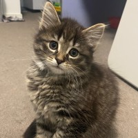 Photo of Pocus **2nd Chance Cat Rescue**