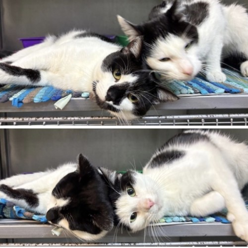 Jebadiah & Dobby - Domestic Short Hair (DSH) Cat