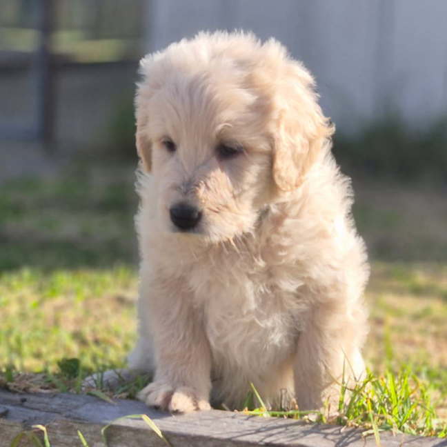 Photo of Baby Bear