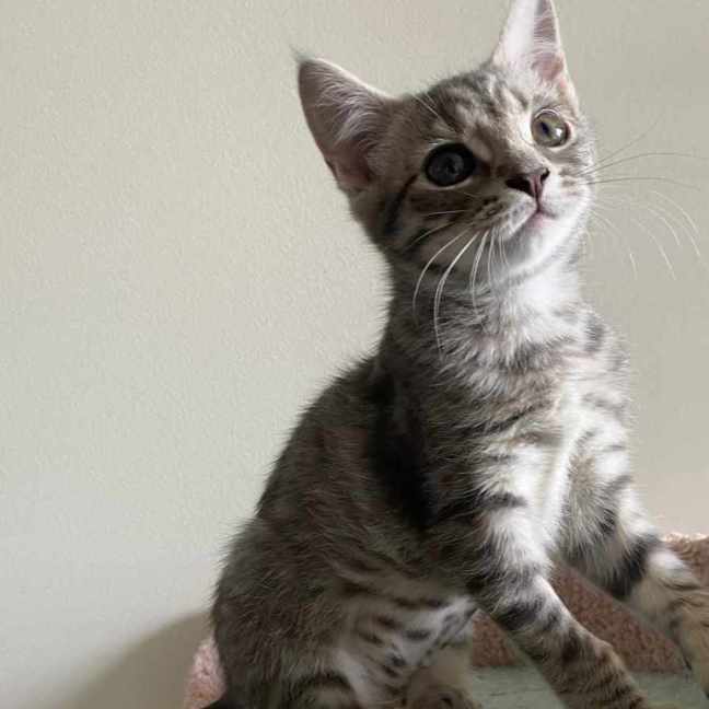 Photo of Brussel Sprout   Located In Northcote