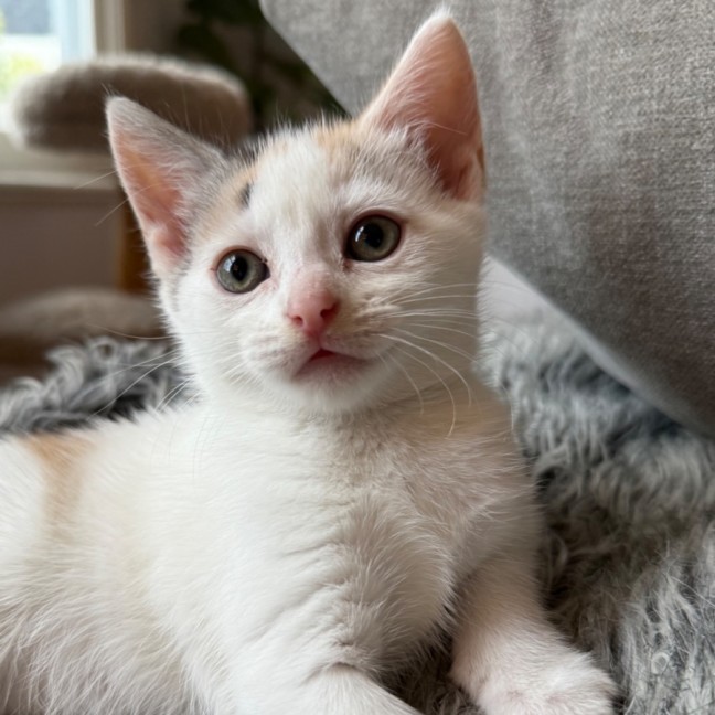 Photo of Nyla