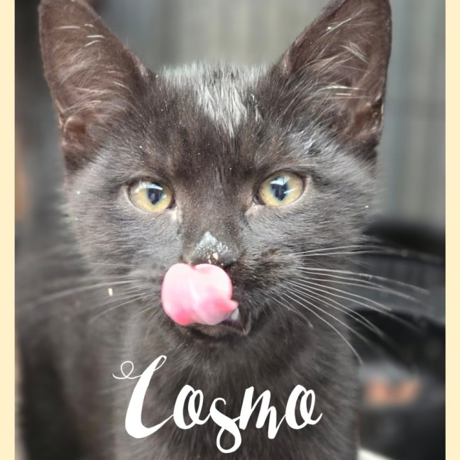Photo of Cosmo