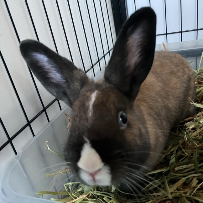 Photo of Bella (Located In Mount Eliza)