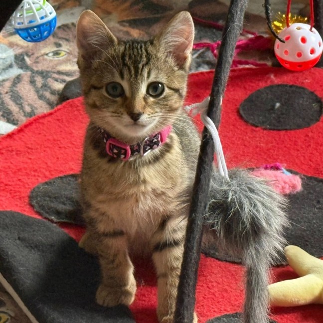 Photo of Zafrina ** 2nd Chance Cat Rescue**