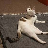 Photo of Shuno (Assisted Rehome)