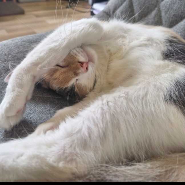 Photo of Willow