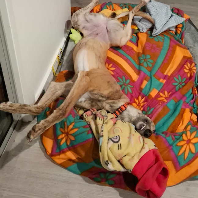 Photo of Alice   Blue Brindle 