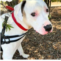 Photo of Bosco 