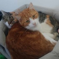 Photo of Gizmo & Boo *9 Lives Project Rescue*