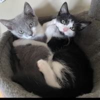 Photo of Hei Hei Meet Me@Petstock Carrum Downs Store