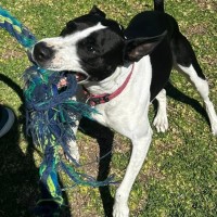 Photo of Jelly Bean