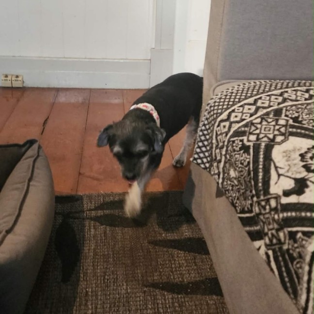 Photo of Tiny 