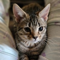 Photo of Yule & Snow ^Dandy Cat Rescue^