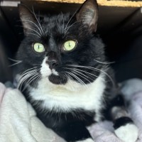 Photo of Tux