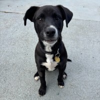 Photo of Pupeye