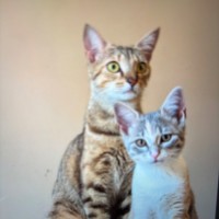 Photo of Kiki Meet Me@Petstock Keysborough Store