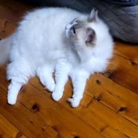 Photo of Sacha   9 Year Old Ragdoll
