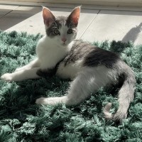 Photo of Sasuke