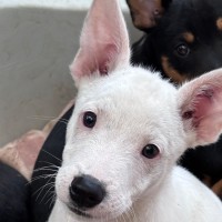 Photo of Goose