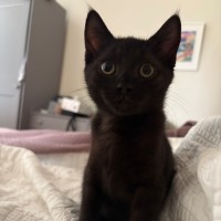 Photo of Dash