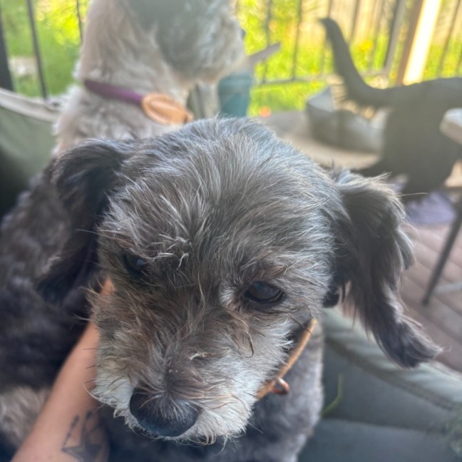 Photo of Mopsey & Topsey