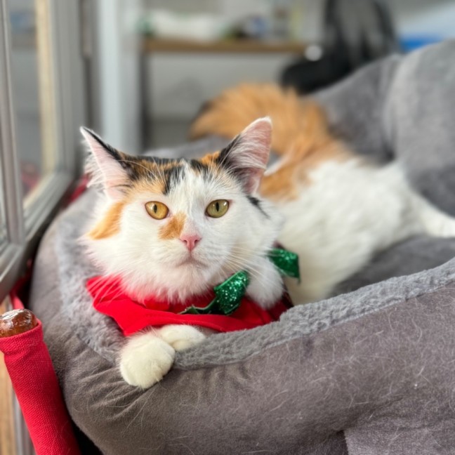 Photo of Miss Lizzie