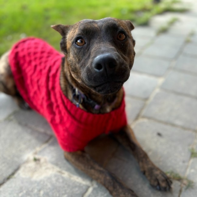 Photo of Cocobella