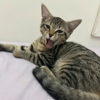 Photo of Lemon Squeezy