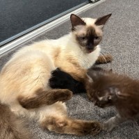 Photo of 🍫 Coco 🍫