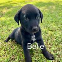 Photo of Belle 