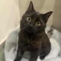 Photo of Sir Floofs A Lot