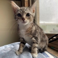 Photo of Blitzen