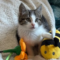 Photo of Max 🐯😻