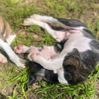 Photo of Clam Chowder