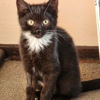 Photo of Gretel 