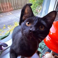 Photo of Draco   Located In Hawthorn East