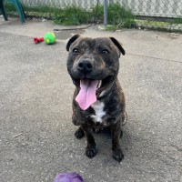 Photo of Frankie