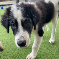 Photo of D1259 Ollie