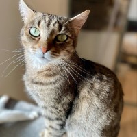 Photo of Agatha ** 2nd Chance Cat Rescue **