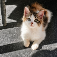 Photo of Honey