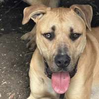 Photo of Gutsy Smurf