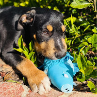 Photo of Axel