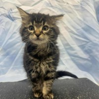 Photo of Dorian   Located In Kew