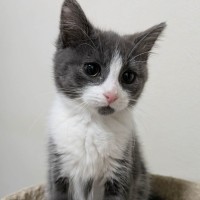 Photo of Lotus