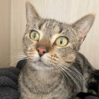 Photo of C1442 Phoebe