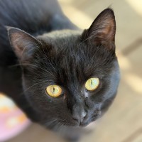 Photo of Lady Morgana