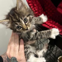 Photo of Onion Rings 🧅