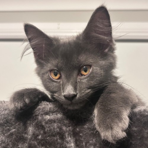 Einstein 🧬 - Domestic Medium Hair (DMH) Cat