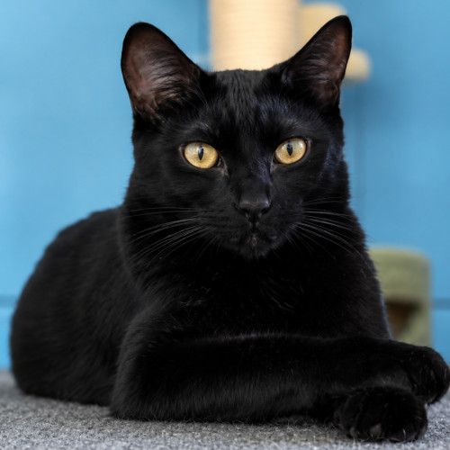 Kenickie (Nickie) - Domestic Short Hair (DSH) Cat